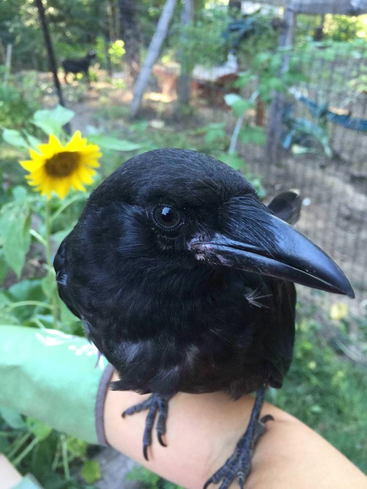 What to feed abandoned baby crow