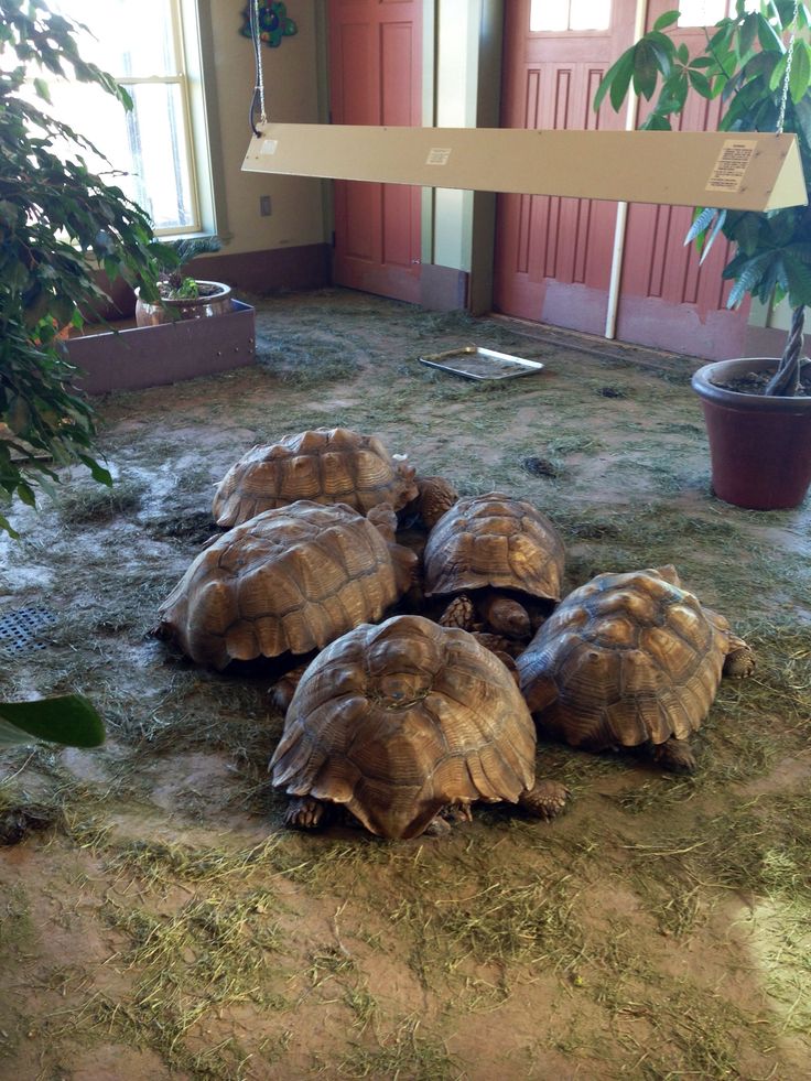 What to feed baby sulcata tortoise