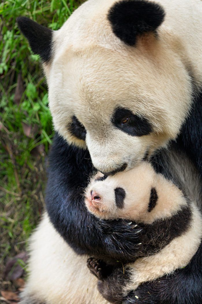 Feeding baby pandas in china