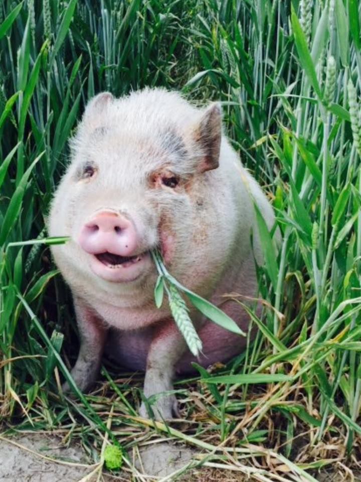 Bottle feeding baby pot belly pigs