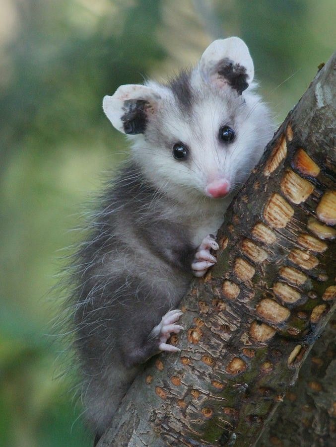 What do you feed baby opossums