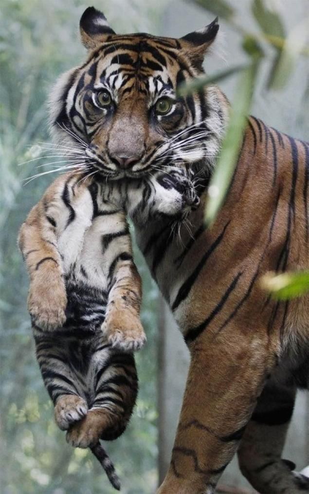 Baby tiger feeding