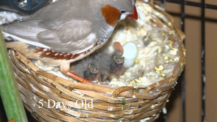 What to feed a baby finch bird
