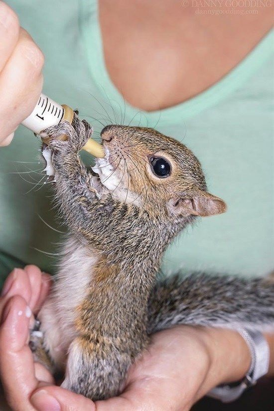 Mother squirrel feeding babies