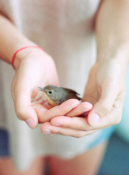 How to feed a baby bird by hand