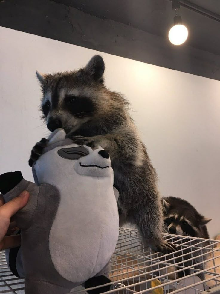 What do you feed a baby raccoon