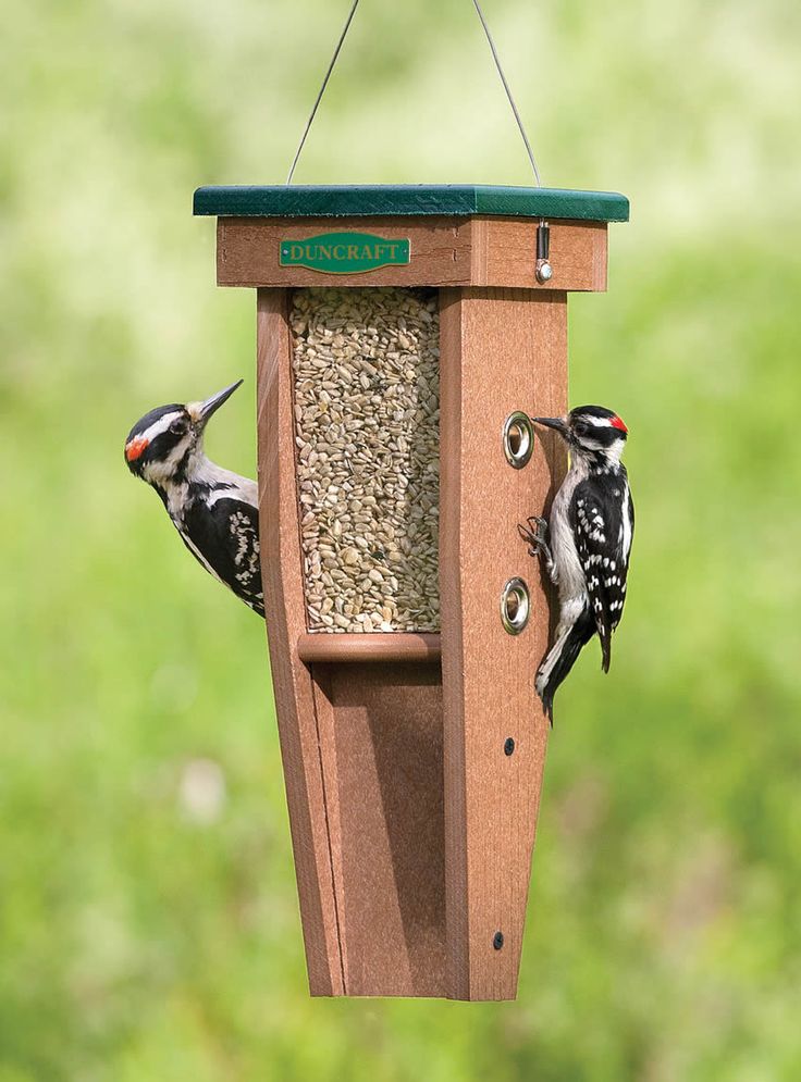 Feeding baby woodpeckers