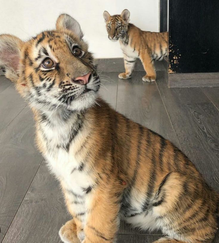 Feed baby tigers florida