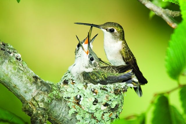 Do hummingbirds feed their babies at night