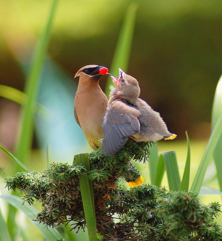 Mother feeding baby like a bird