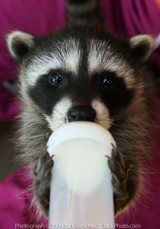 What milk to feed baby raccoons