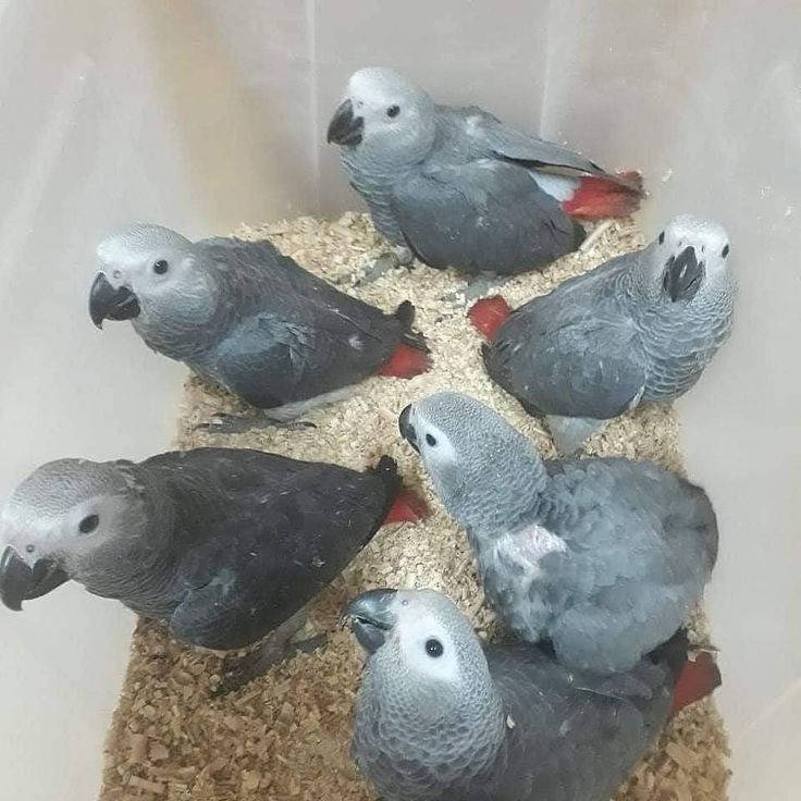 Feeding baby african grey parrots