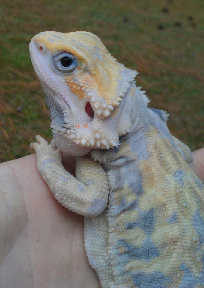 Baby bearded dragon feeding schedule