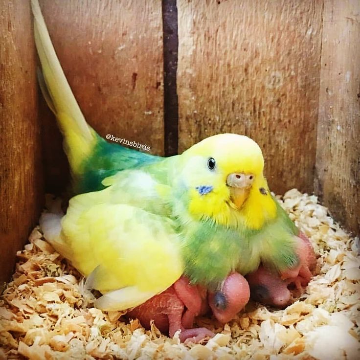 What to feed baby parakeets