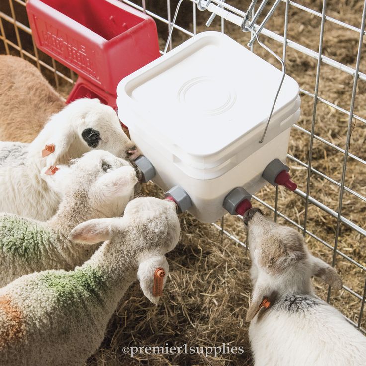 What to feed an orphaned baby goat