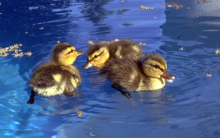 Feeding baby mallard ducklings