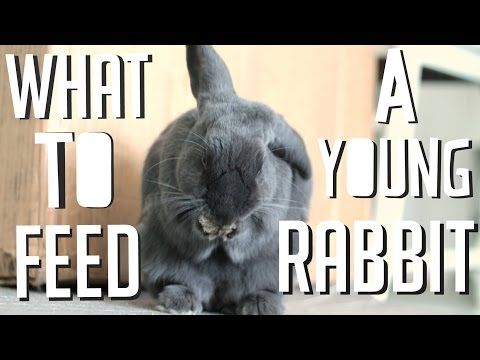 Wild baby rabbit care feeding