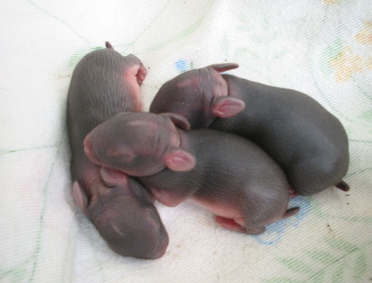 Feed baby rabbits wild