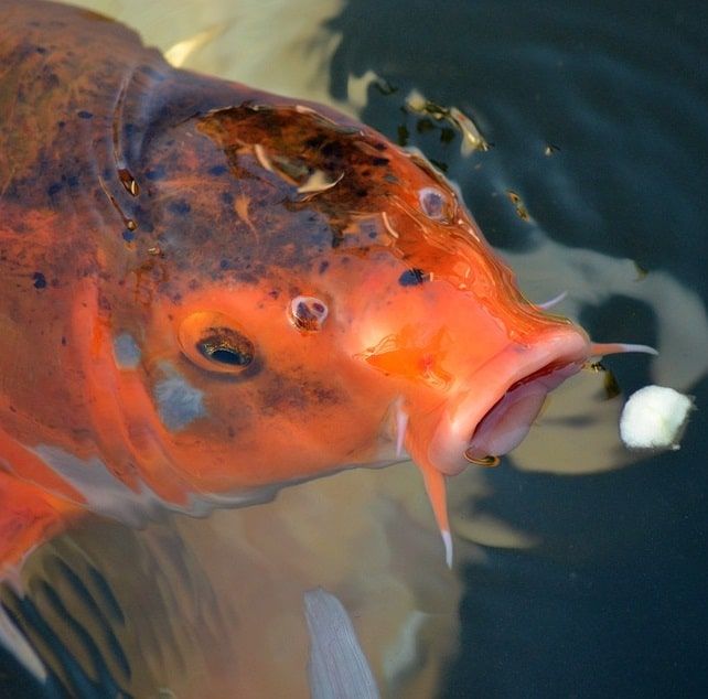 What to feed baby fish in a pond