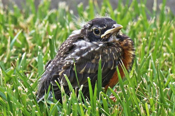 What do you feed baby birds that have been abandoned