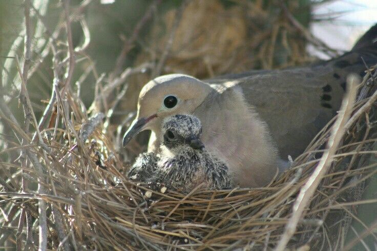 What to feed doves with babies