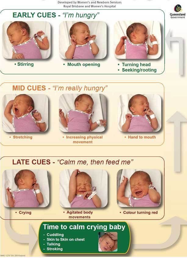 What to feed baby wrens