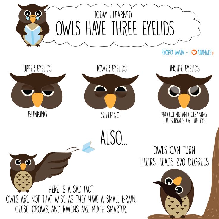 How do owls feed their babies