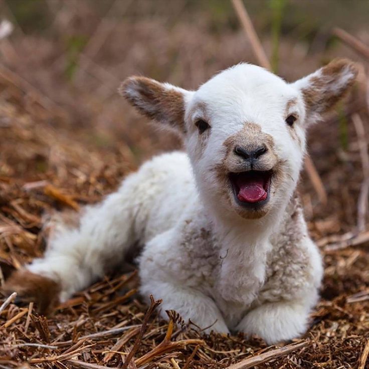 Feed baby lambs