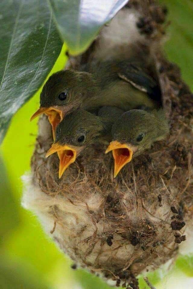 Feeding baby birds wild