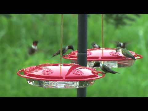 Baby hummingbird at feeder