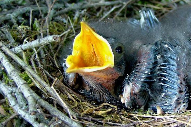 Pictures of baby birds feeding