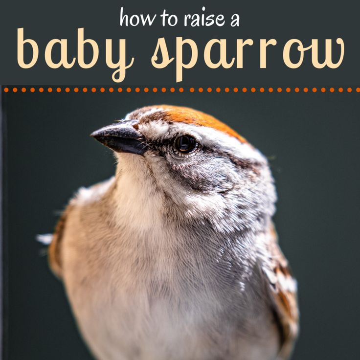 How much to feed a wild baby bird