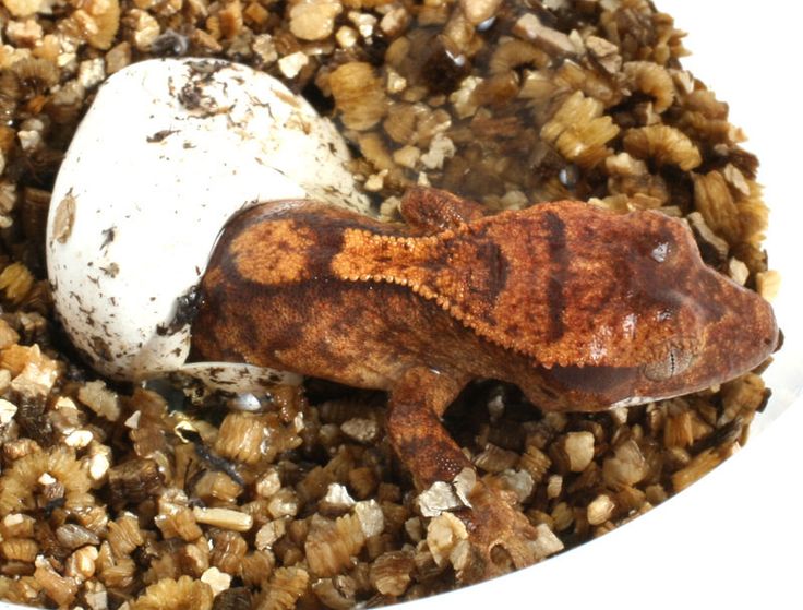 Gecko baby food