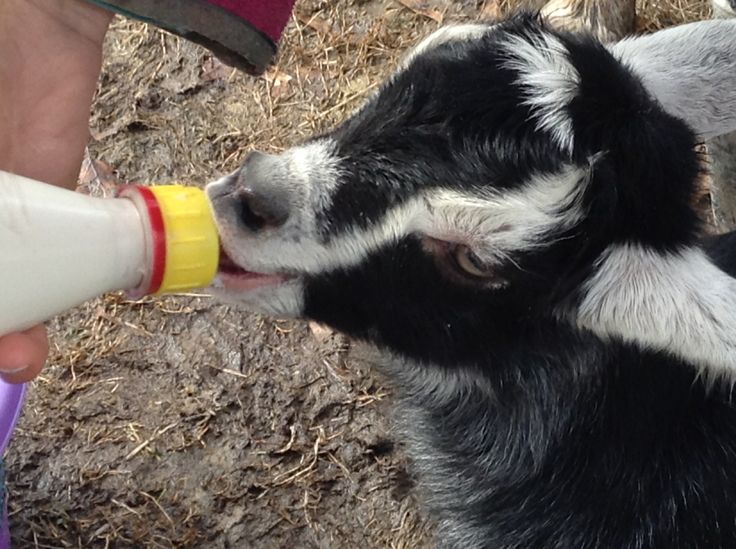 Cow milk feeding to baby