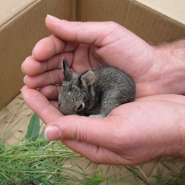 How to feed orphaned baby rabbits