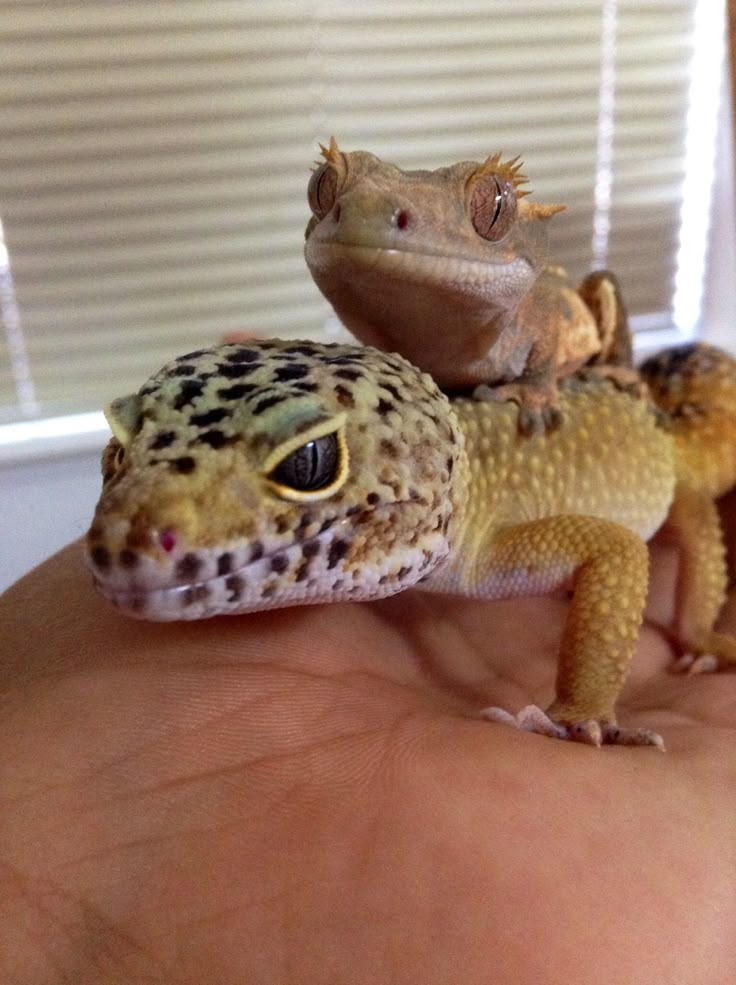 Baby crested gecko feeding schedule