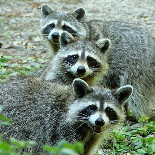 Baby raccoons feeding