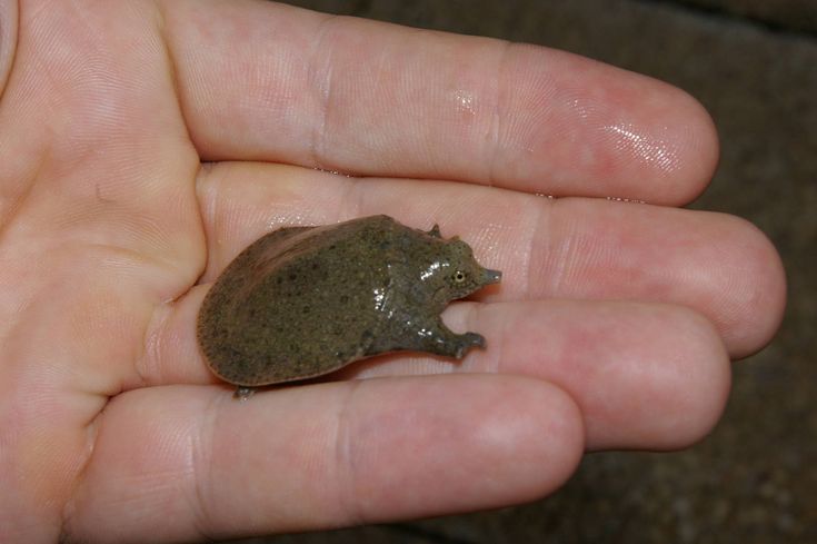 What to feed baby soft shell turtles