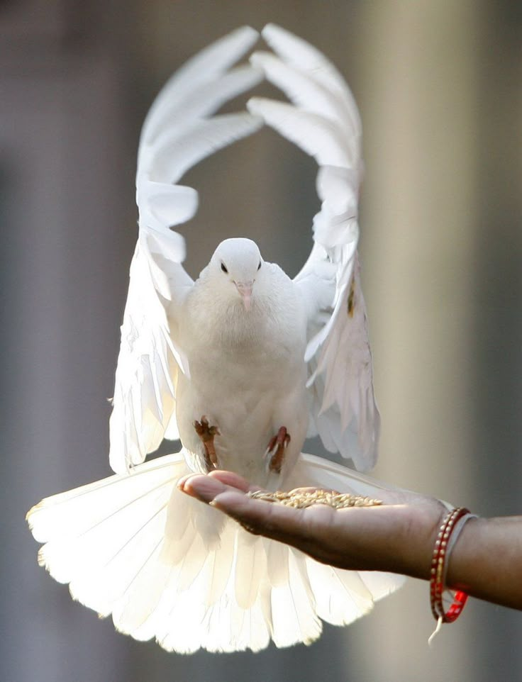 What can you feed baby doves