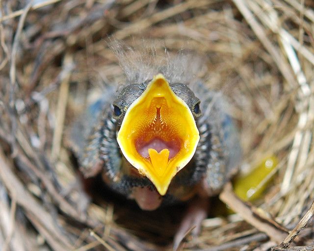 Crop feeding baby birds