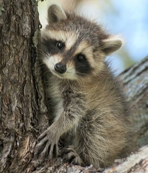 Baby raccoon feeding schedule