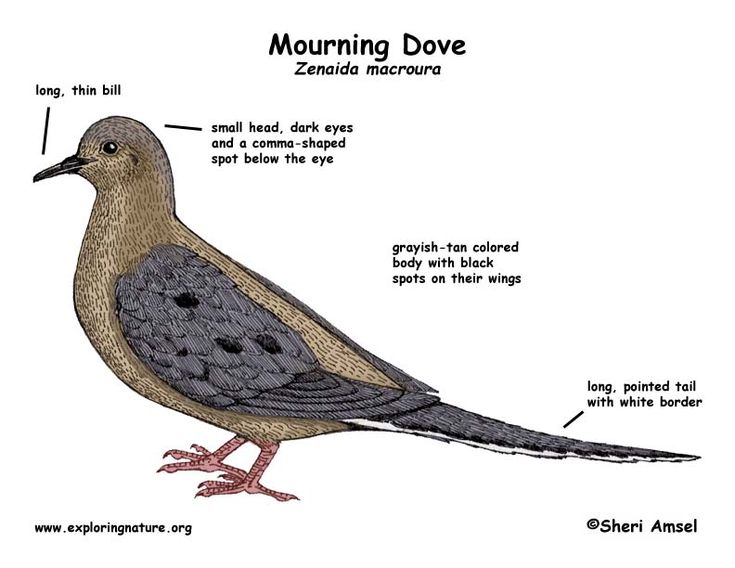 What to feed baby turtle doves