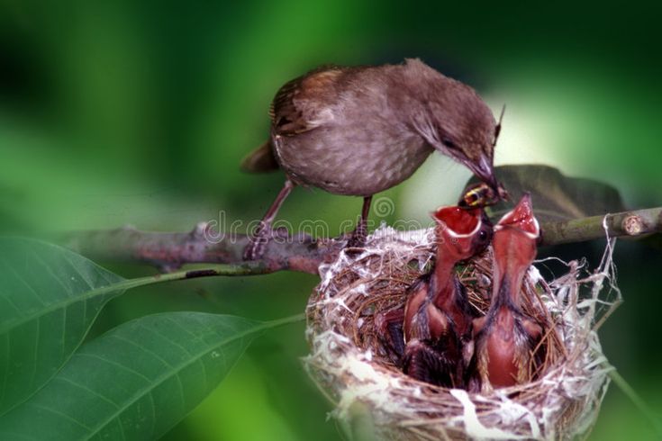 Mother bird feeding her babies