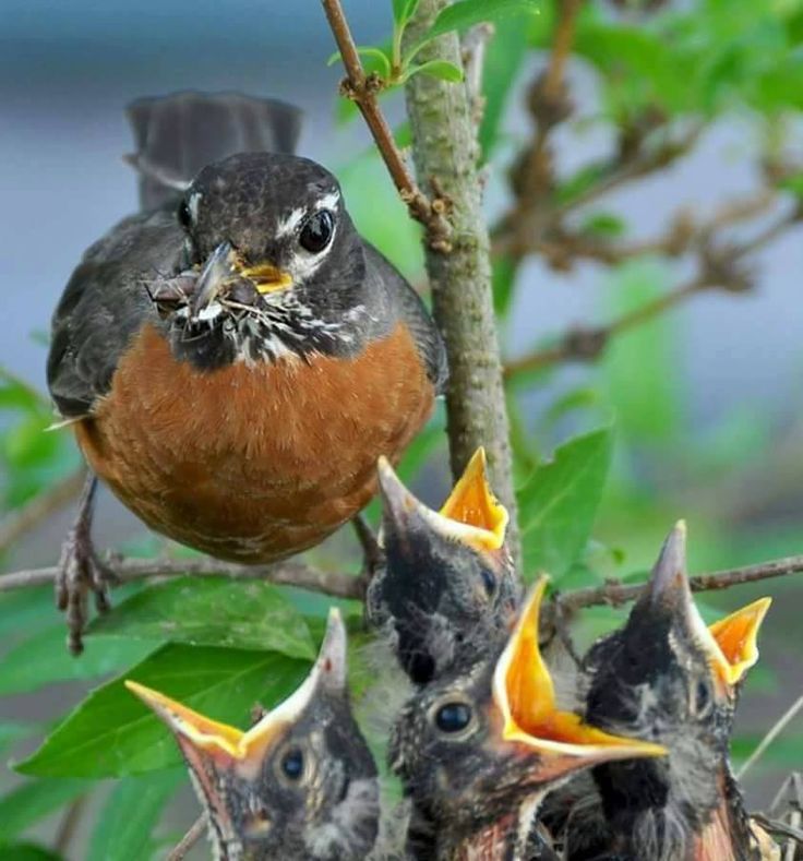 Birds feeding their babies images