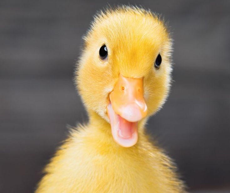 Baby duck starter feed