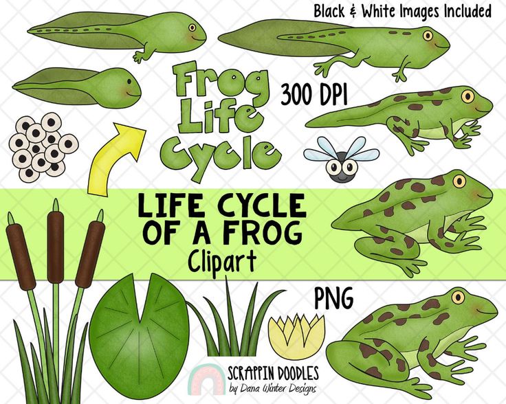 What to feed baby frogs and tadpoles