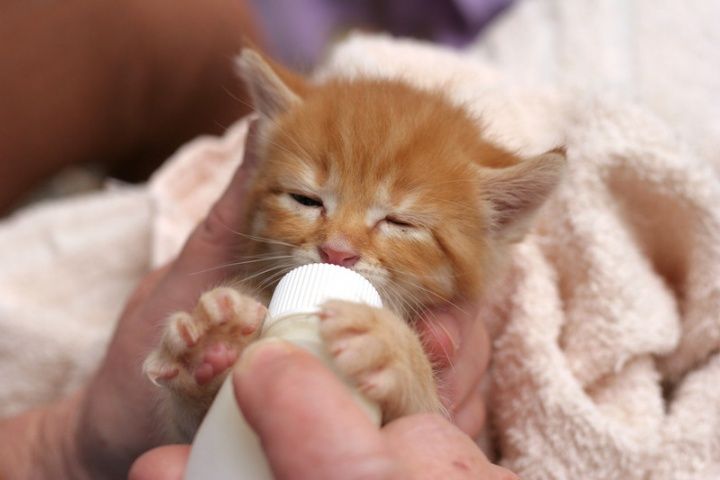 When can a baby kitten eat cat food