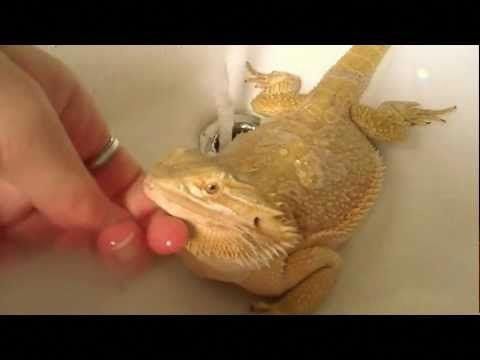 What do you feed a baby bearded dragon