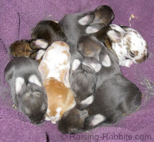 How often to feed baby bunnies