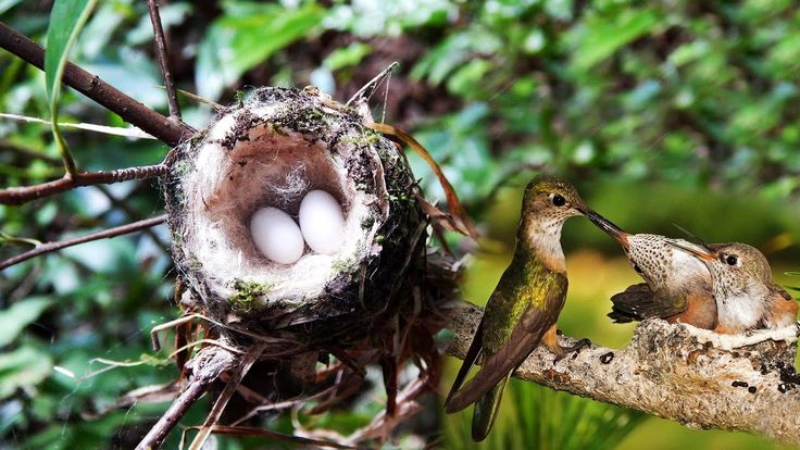 Hummingbird feeding her babies